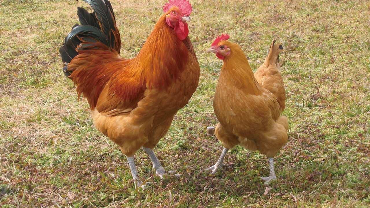 名古屋コーチン親子丼　酉しみずのこだわりポイントの写真2枚目