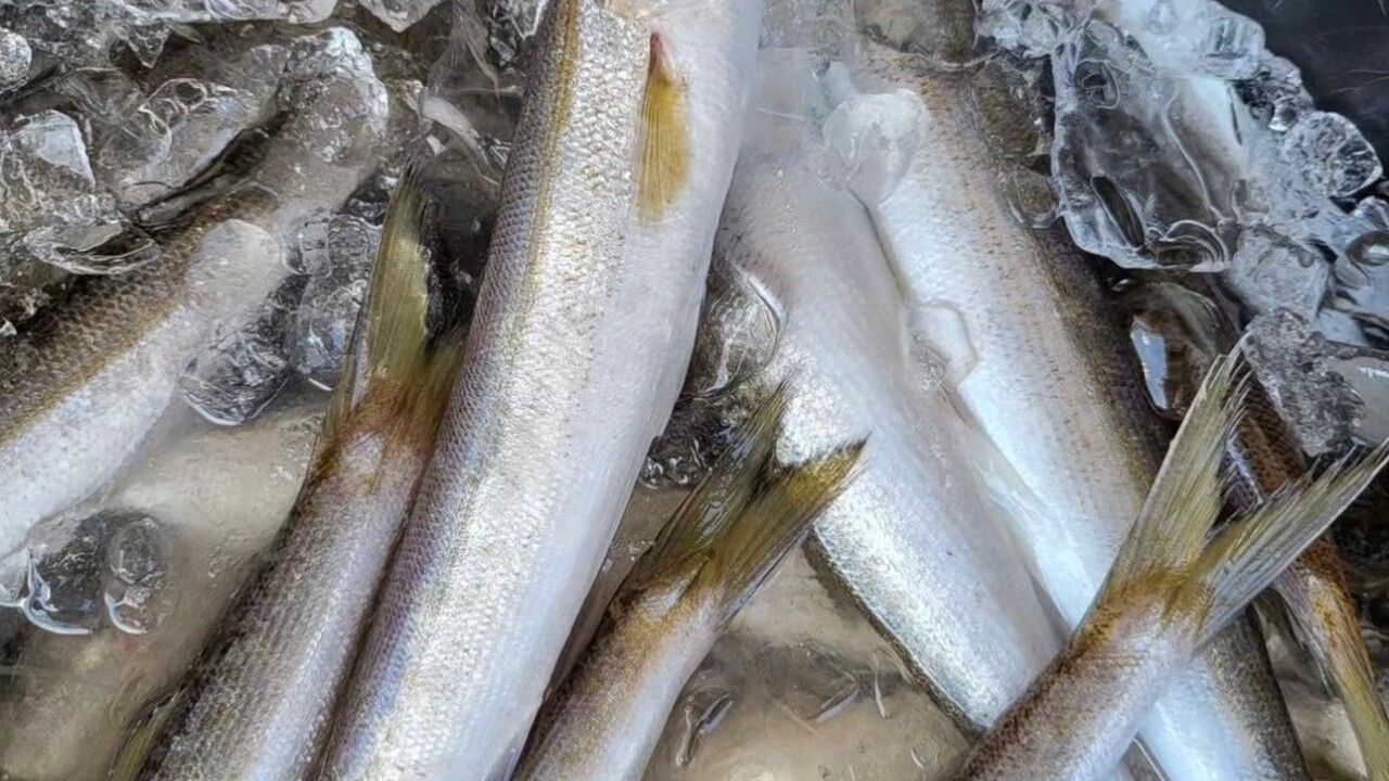 みえの魚屋さんのこだわりポイントの写真1枚目