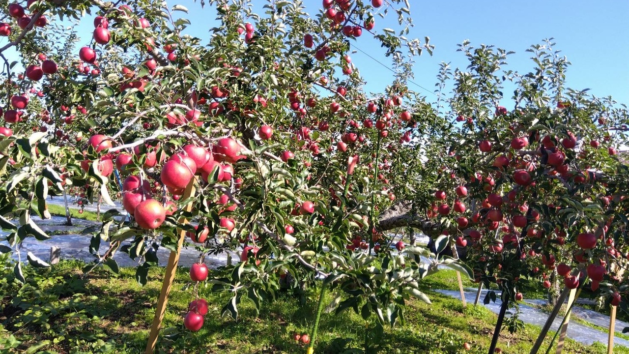 komamoのこだわりポイントの写真1枚目