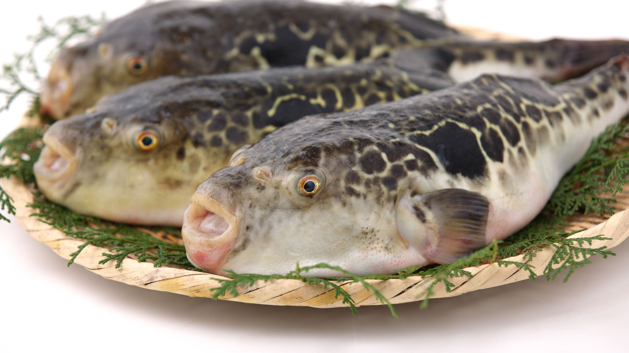 ふぐよし総本店の事業内容の写真3枚目