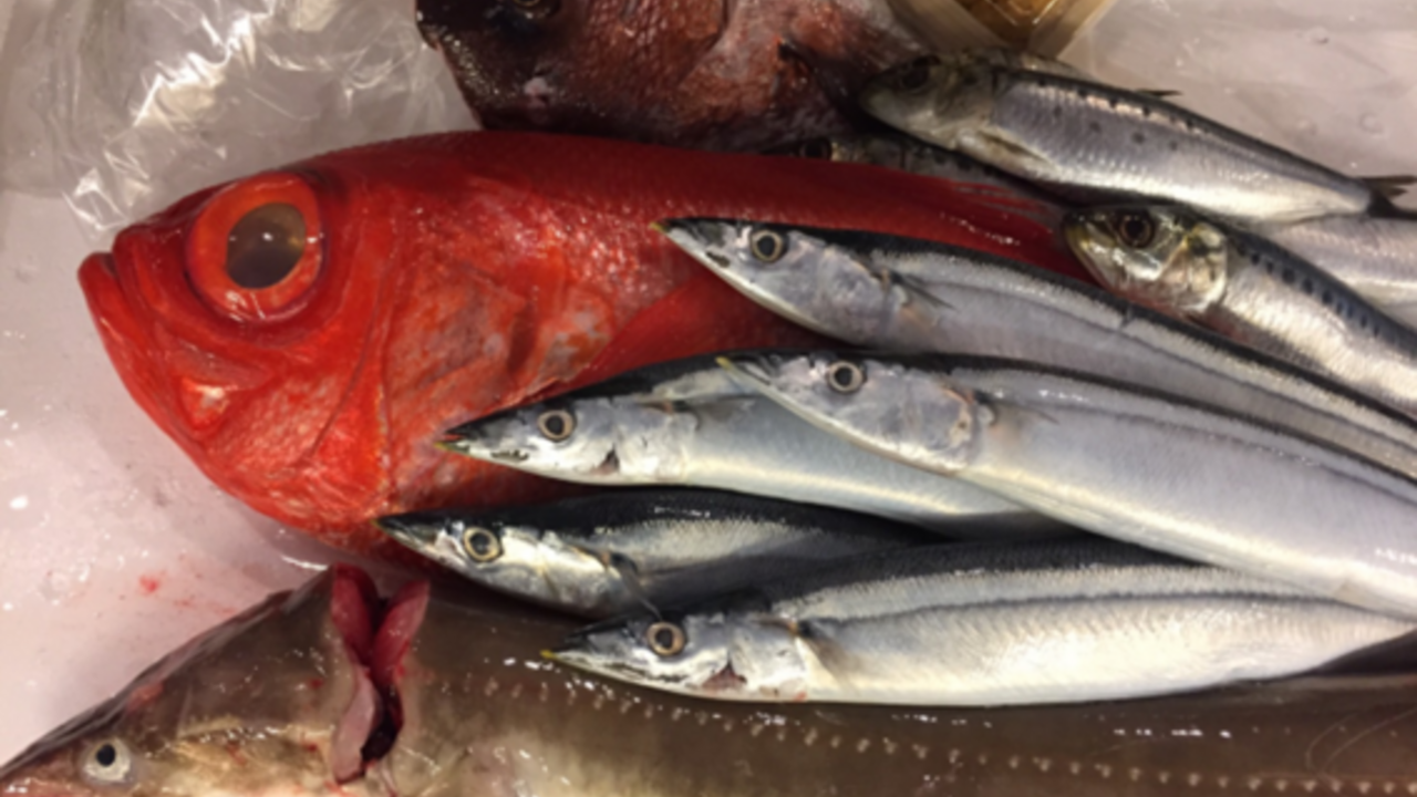 魚漁のこだわりポイントの写真2枚目