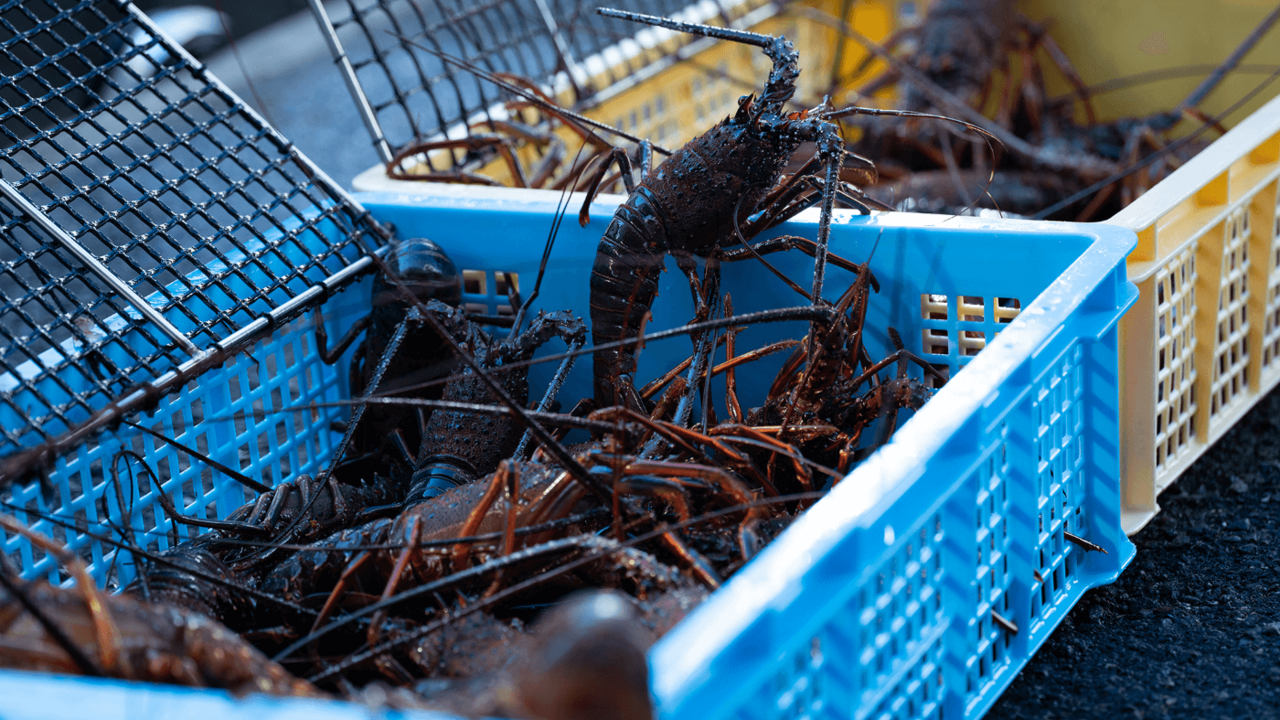 活 伊勢海老料理 中納言のこだわりポイントの写真1枚目