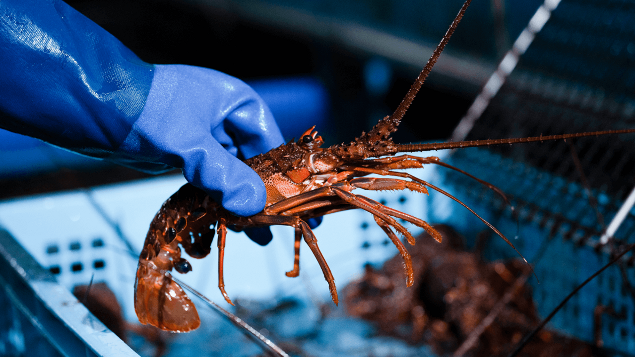 活 伊勢海老料理 中納言のこだわりポイントの写真2枚目