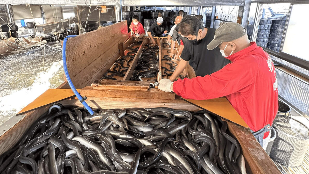 うなぎ 和食 しら河の事業内容の写真3枚目