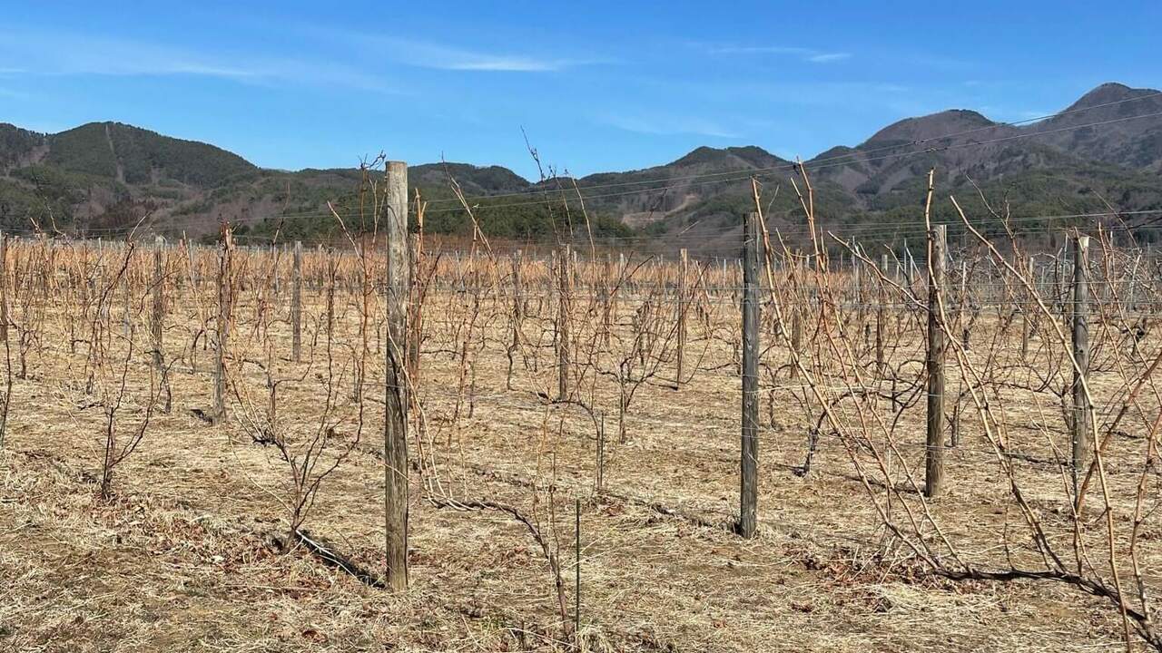 焼鳥 今井のこだわりポイントの写真4枚目