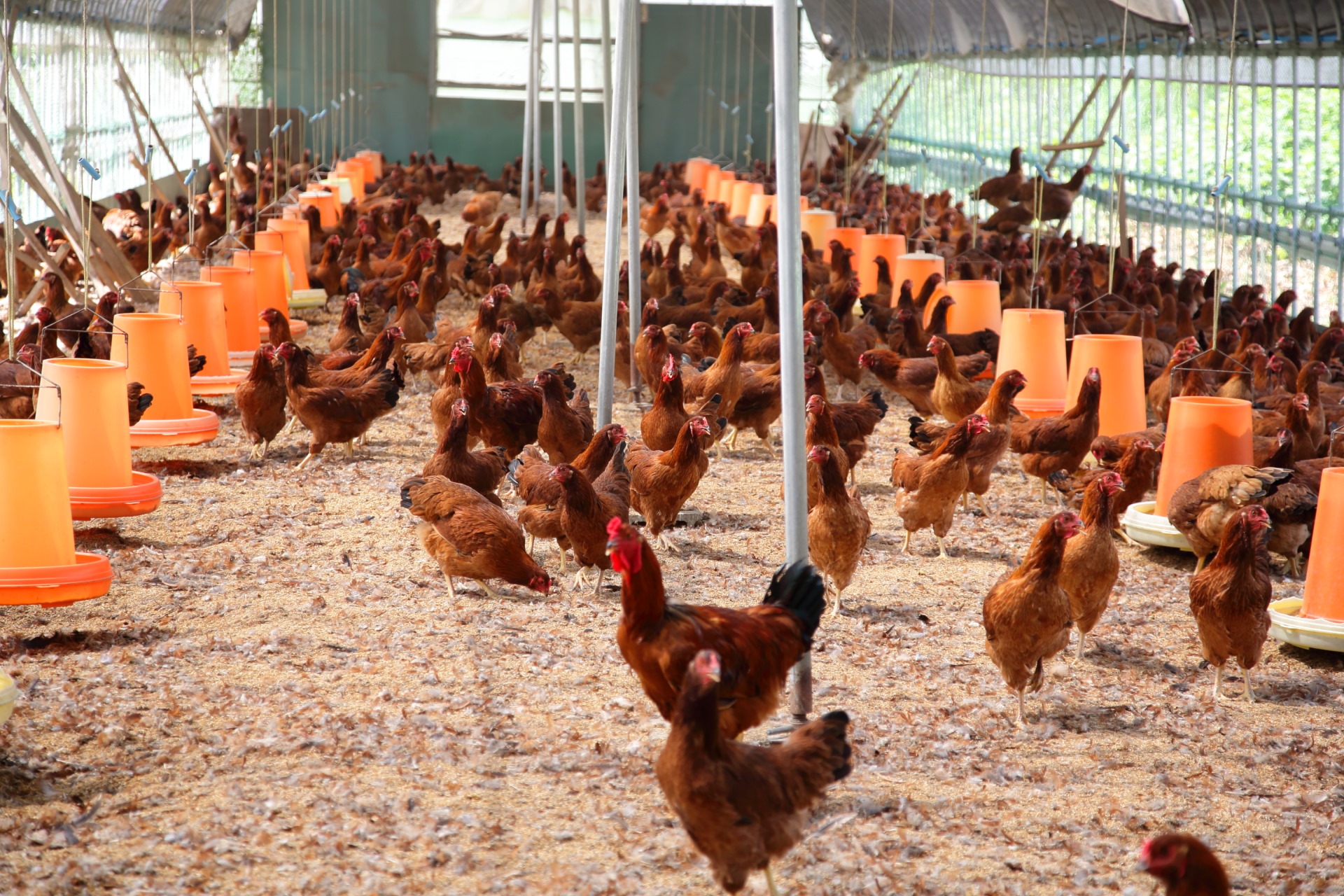 株式会社オカシオ-本家あべや 1枚目