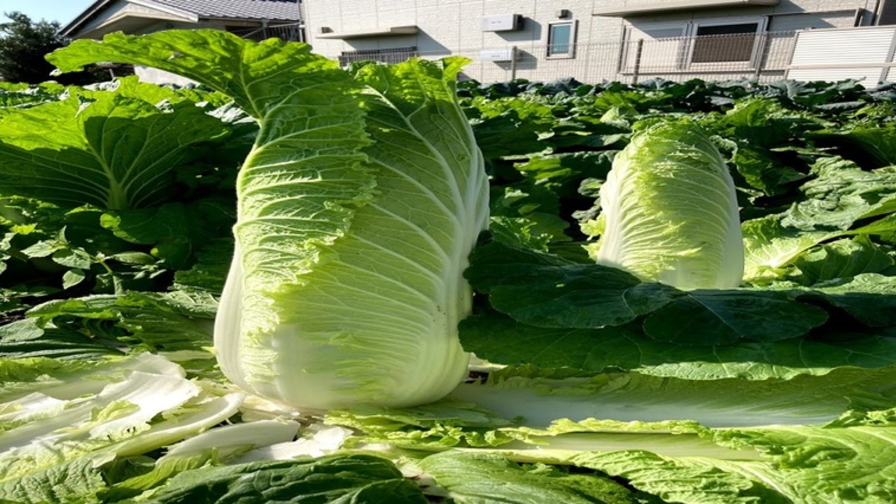 炭火焼き鳥 鶏尽のこだわりポイントの写真2枚目