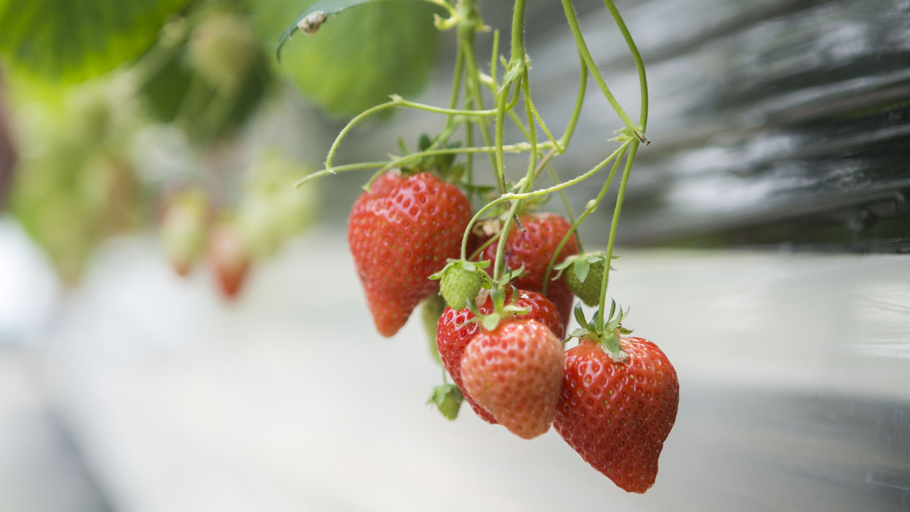 あまおう苺加工販売所 伊都きんぐのこだわりポイントの写真3枚目