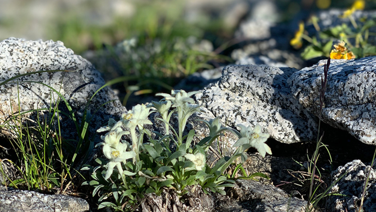 駒ヶ岳サービスエリア下り線　レストランこまがねのこだわりポイントの写真2枚目