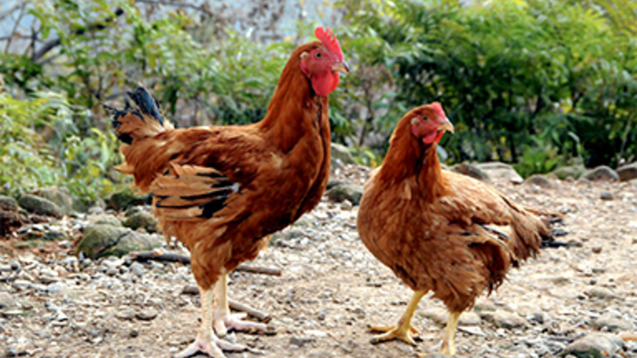 哥利歐のこだわりポイントの写真1枚目