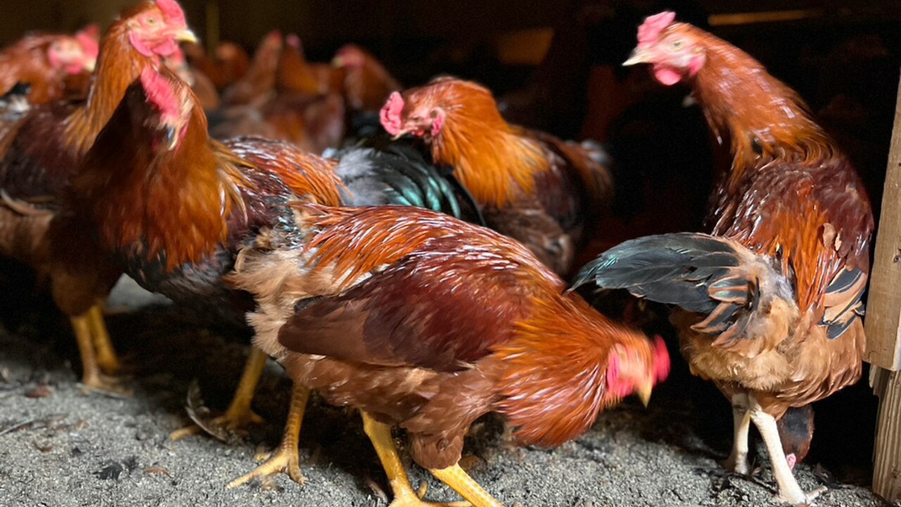 地鶏 焼き鳥鍋 サンのこだわりポイントの写真1枚目