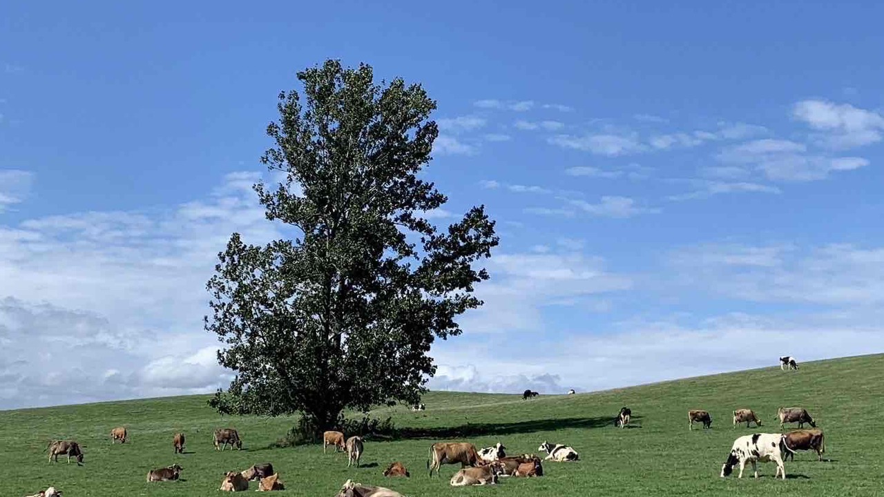 BUTTER 美瑛放牧酪農場のこだわりポイントの写真2枚目