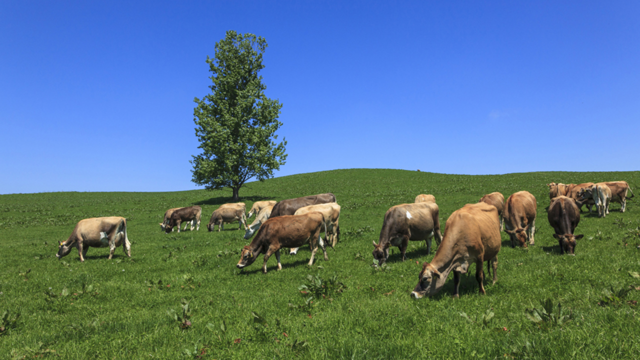 BUTTER 美瑛放牧酪農場で働く人の写真3枚目
