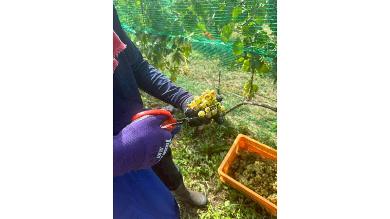 STARRACE KOMOROのこだわりポイントの写真2枚目