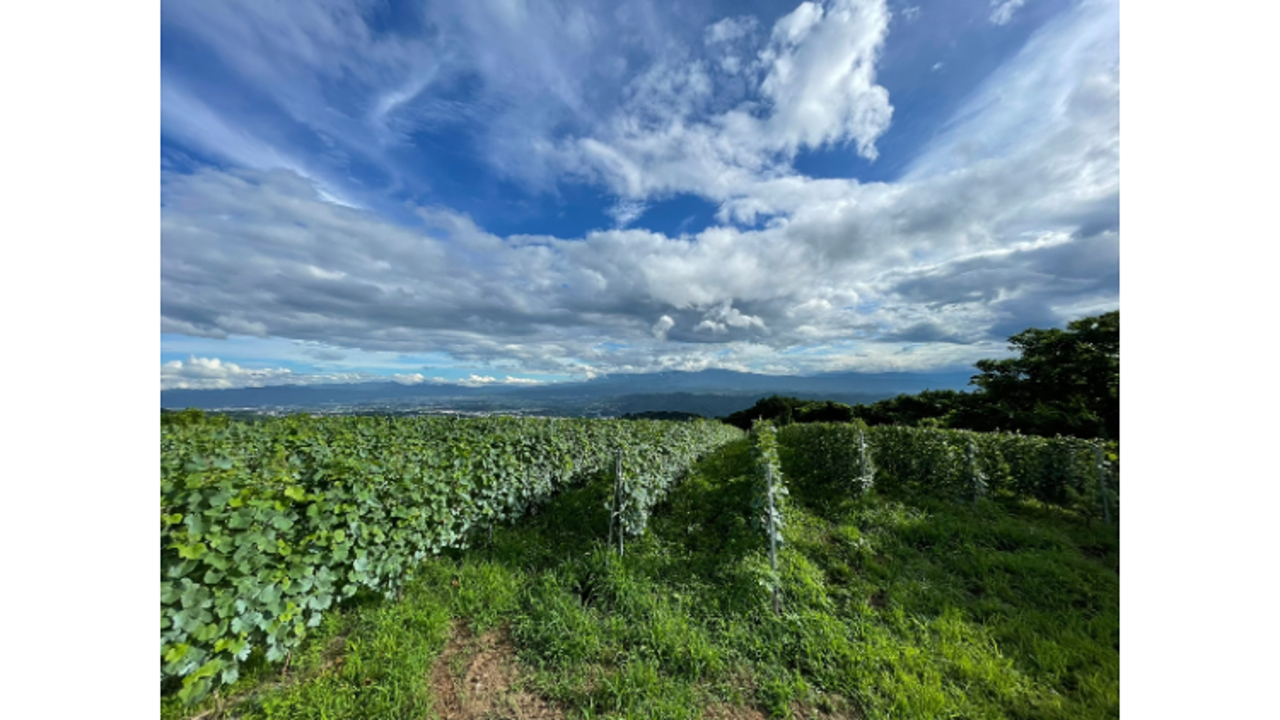 STARRACE KOMOROの事業内容の写真1枚目