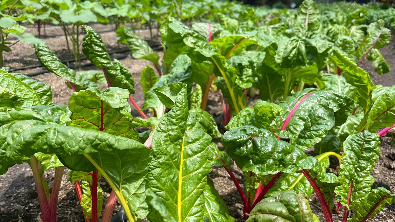 SAVORY（セイボリー）のこだわりポイントの写真3枚目