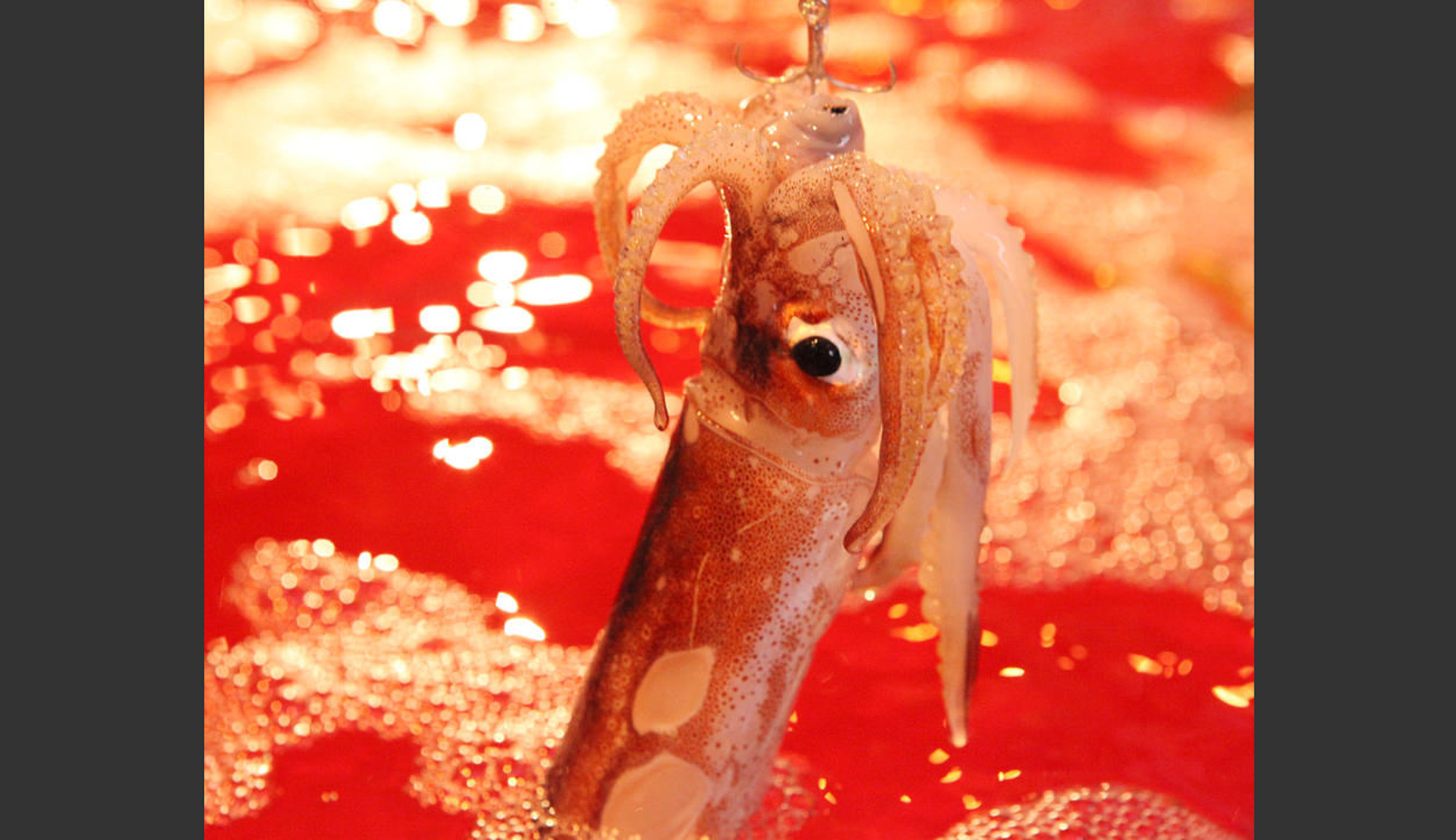 株式会社スプラウトインベストメント-イカセンター 1枚目