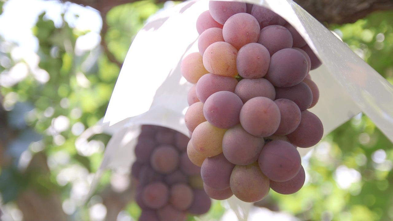 株式会社f.diningの事業内容の写真3枚目