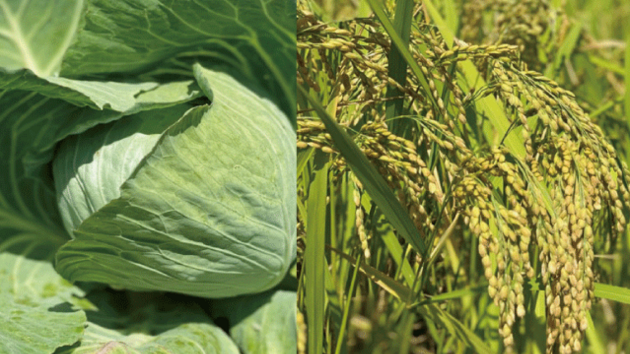 マココロ株式会社のこだわりポイントの写真2枚目