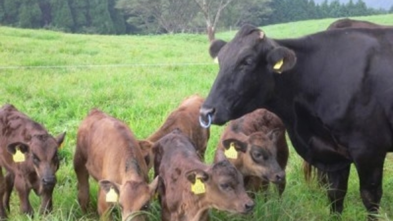 黒毛和牛焼肉　ビーファーズ|店長・店長候補の求人画像4枚目
