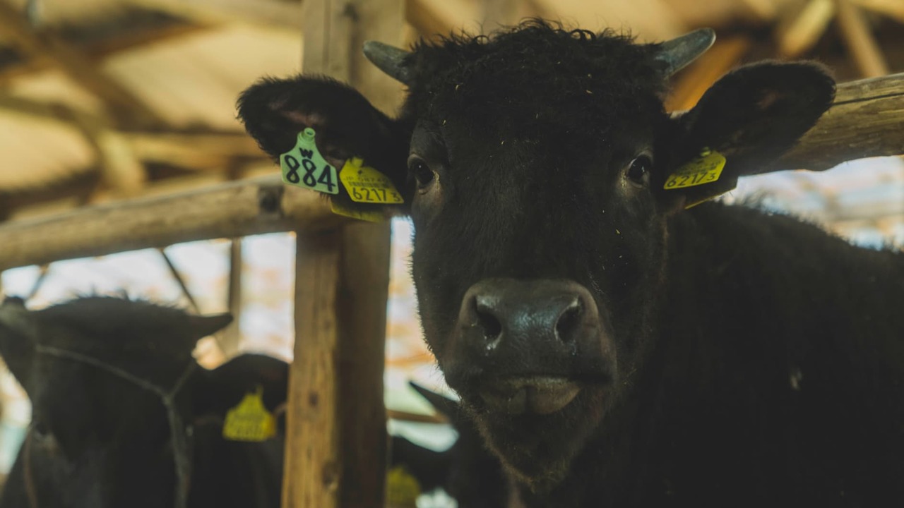 焼肉神石|料理長・料理長候補の求人画像1枚目