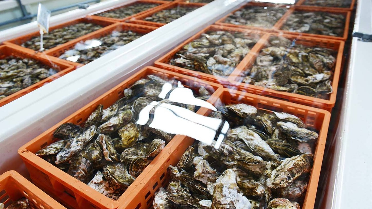 8TH SEA OYSTER Terrace|エリアマネージャーの求人画像1枚目