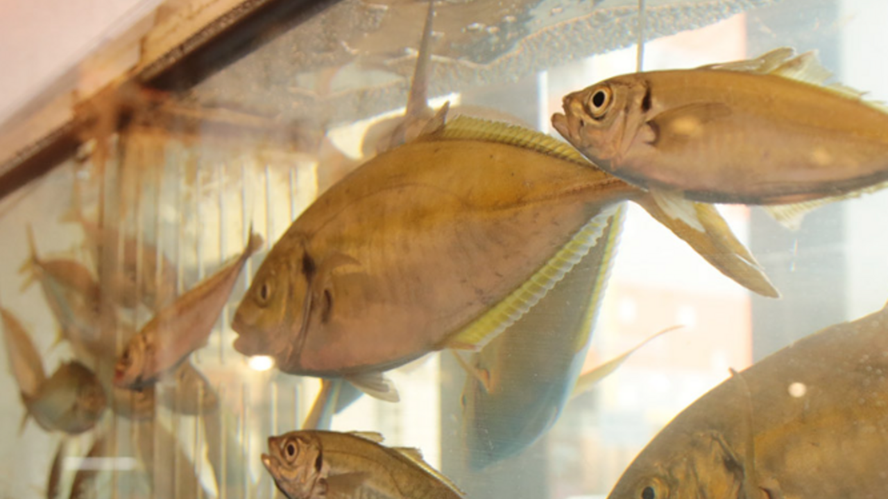 鮮味・鉄板酒場 いっとく本店|店長・店長候補の求人画像3枚目