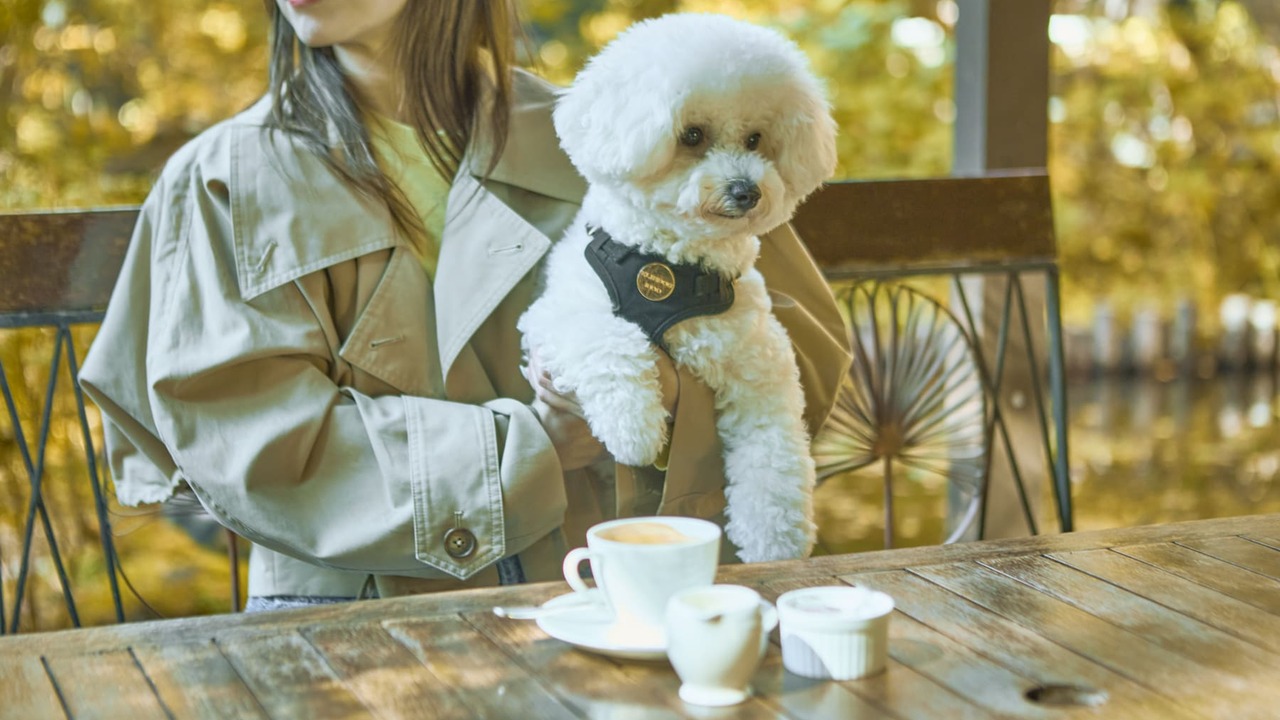 オーベルジュ・ド・プリマヴェーラ|宿泊全般の求人画像4枚目