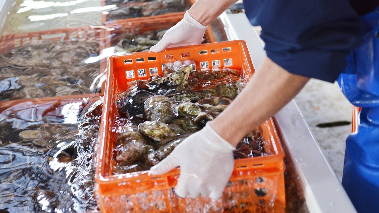 8th sea oysterbar|レストランサービス・ホールスタッフの求人画像1枚目