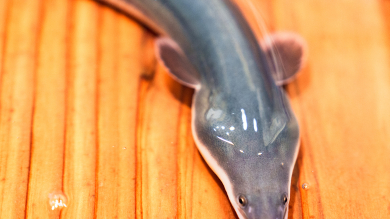 ふくうめ|料理長・料理長候補の求人画像2枚目