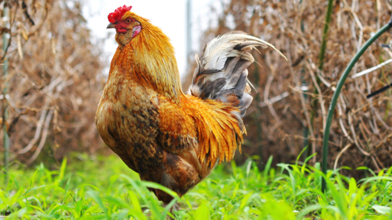 ふくうめ|料理長・料理長候補の求人画像3枚目