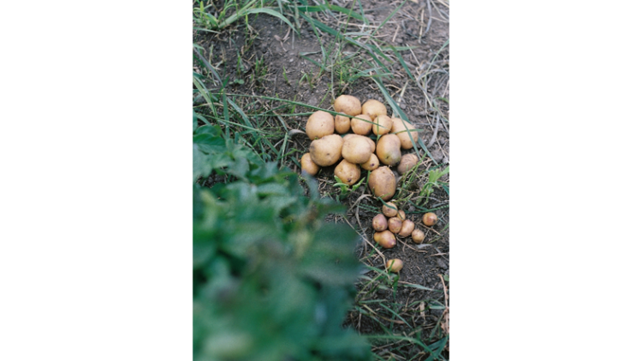 北海道スープカレーSuage 芝浦店 アジア料理・エスニック, ファストフード | レストランサービス・ホールスタッフ)の求人の写真 3枚目