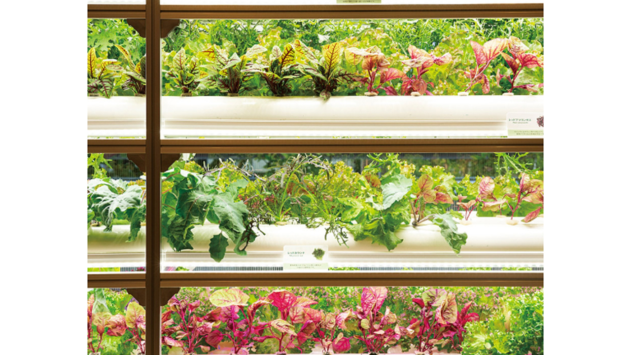 東武ホテルレバント東京|レストランサービス・ホールスタッフの求人画像3枚目