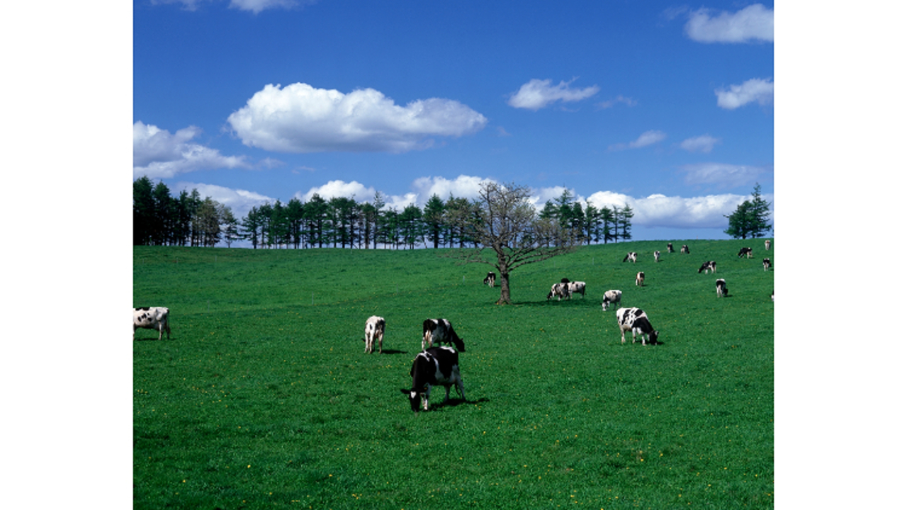 新ブランド（雪印メグミルクグループ）※ブランド名公表前|料理長・料理長候補の求人画像1枚目