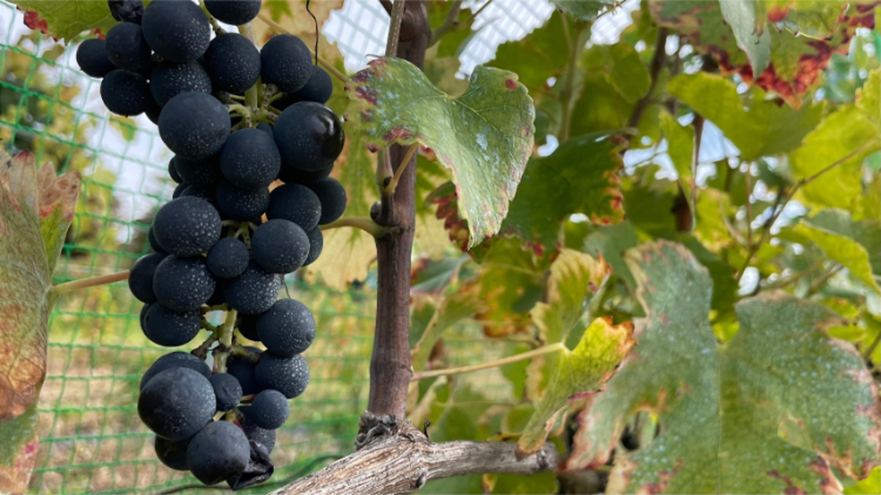 STARRACE KOMORO|調理見習い・調理補助の求人画像1枚目