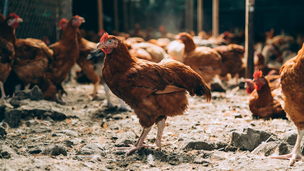 京都 炭火串焼つじや|料理長・料理長候補の求人画像2枚目