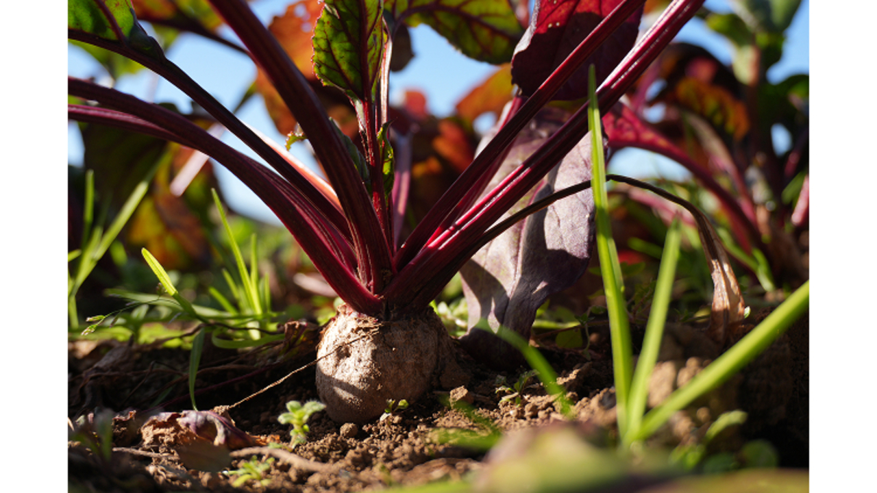 GONNA DAYS|レストランサービス・ホールスタッフの求人画像2枚目