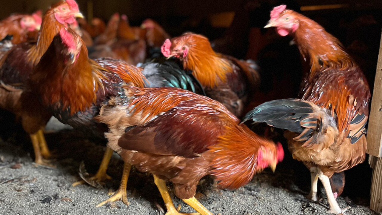炭火焼き鳥 鴨尽|レストランサービス・ホールスタッフの求人画像1枚目